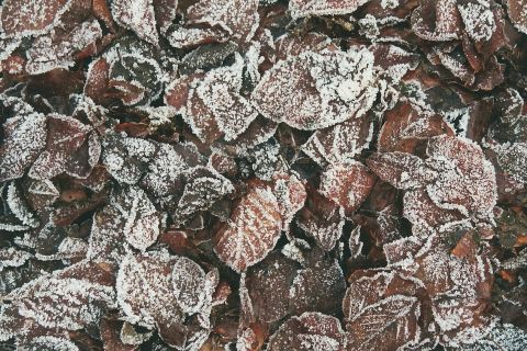 Frozen beech leaves