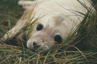 Grey seal pup