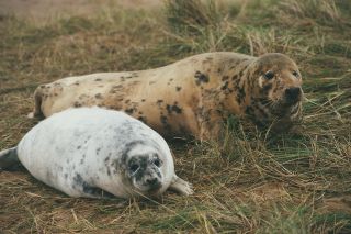 Grey seal mother and pup