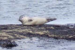 Harbour seal