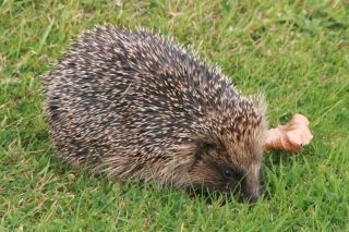 Hedgehog