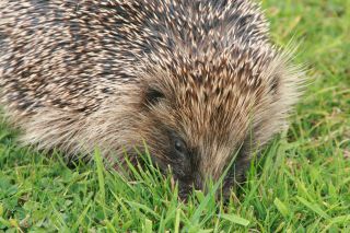 Hedgehog