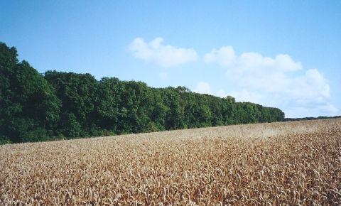 Wheat field, Mount Airy Farm