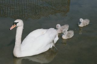 Mute swan mother and cygnets