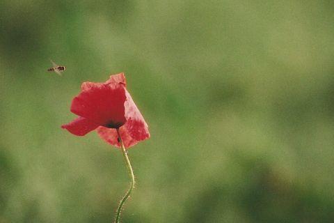 Hoverfly and poppy