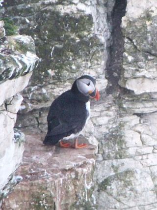 Atlantic puffin