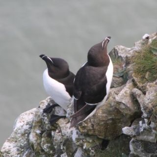 Razorbills