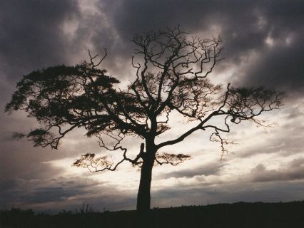 Tree and stormy sky