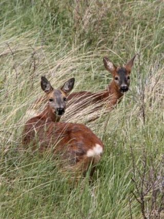 Roe deer