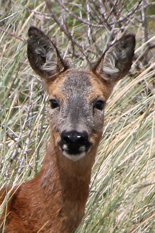 Roe deer