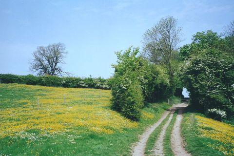 Buttercup meadow, Skidby