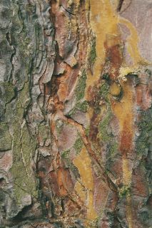 Tree bark