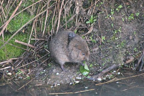 Water vole