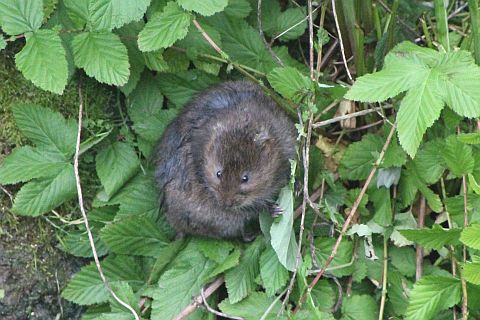 Water vole