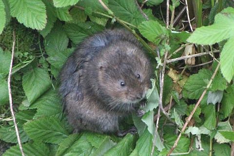 Water vole