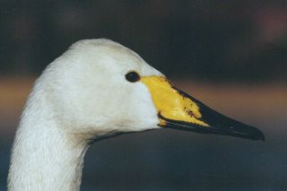 Whooper swan