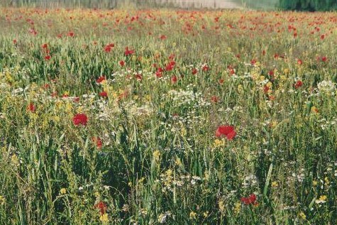 Wildflower meadow, York Grounds Farm